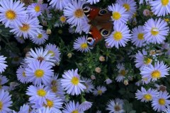 IMG_20231004_142455_415